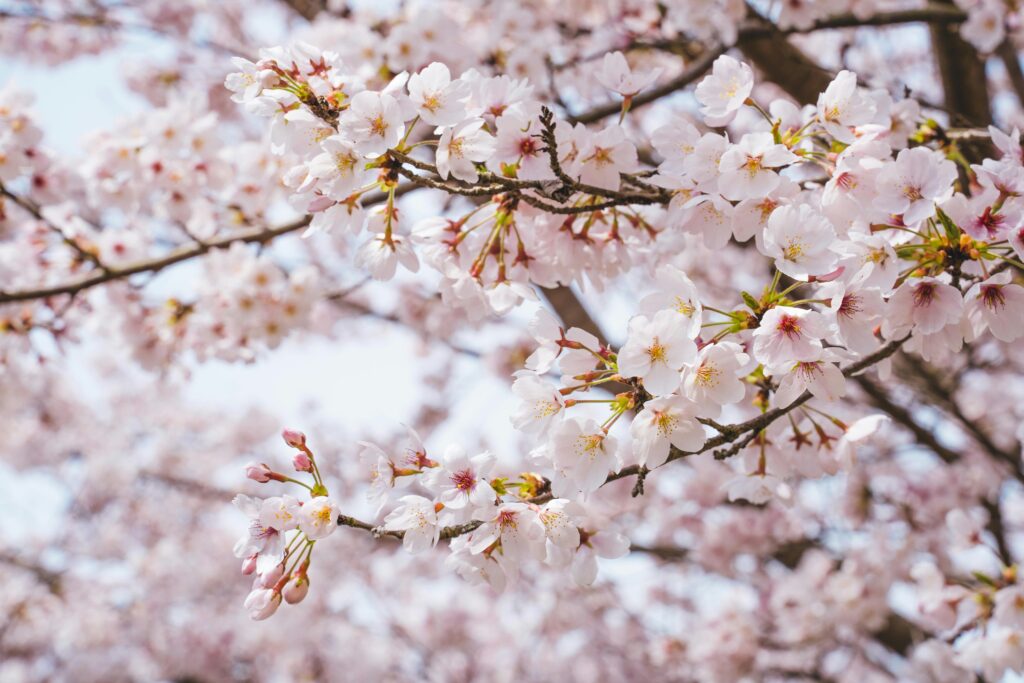 sakura background